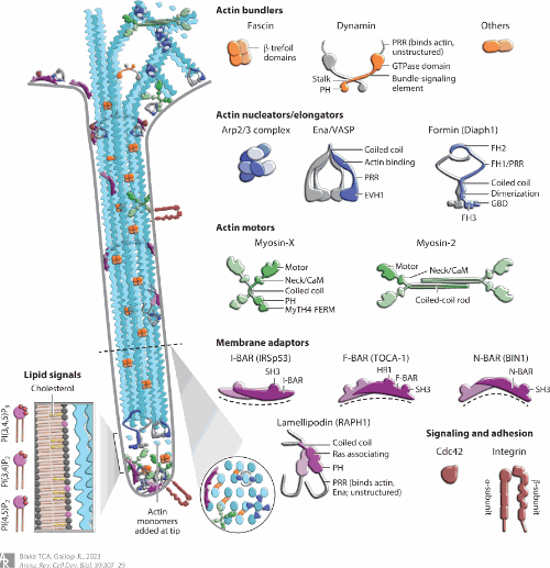 Filopodia In Vitro and In Vivo