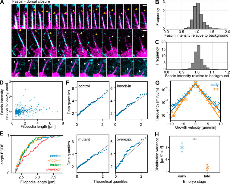 Stochastic combinations of actin regulatory proteins are sufficient to drive filopodia formation