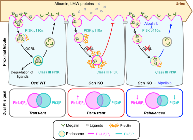 The phosphoinositide 3-kinase inhibitor alpelisib restores actin organization and improves proximal tubule dysfunction in vitro and in a mouse model of Lowe syndrome and Dent disease